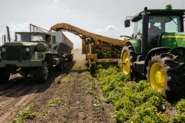Погледнете кај кои култури има зголемување во инпутот, а кај кои намалување