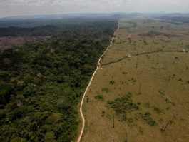 Продолжува рекордното уништување на шумите на дождовната шума во Амазон