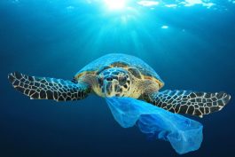 Европската Унија забрани пластика за една употреба од 3 јули 2021