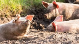 Во Германија по поплавите, свинската зараза е потврдена на три фарми