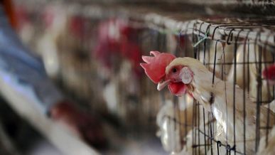 Бугарија уби 39.000 кокошки поради птичји грип